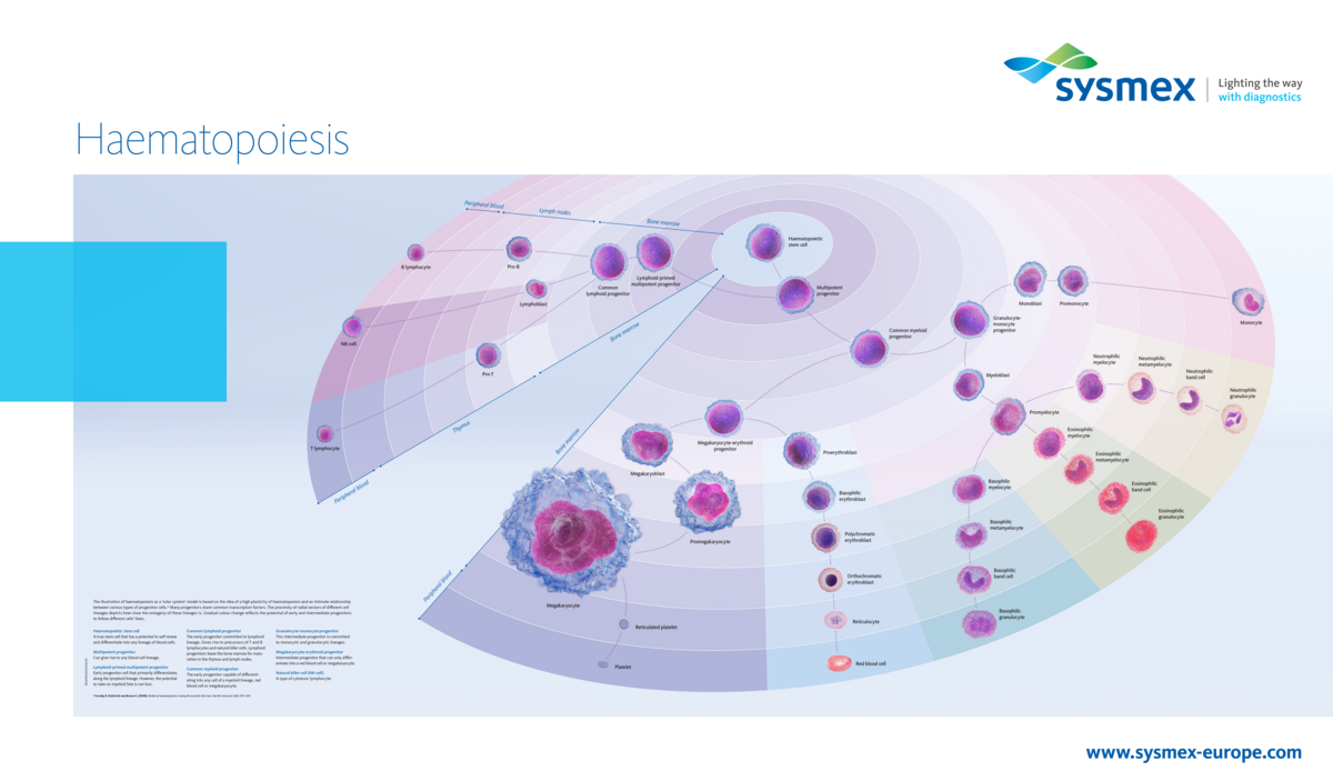 [.DK-dk Denmark (danish)] Our haematopoiesis poster illustrates the development from the pluripotent stem cell via progenitor and precursor cells in bone marrow, lymph nodes and thymus to the mature blood cells circulating in peripheral blood, using a fresh optical approach.