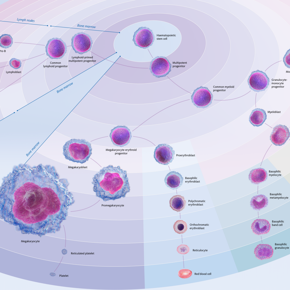 Haematopoiesis poster&nbsp;