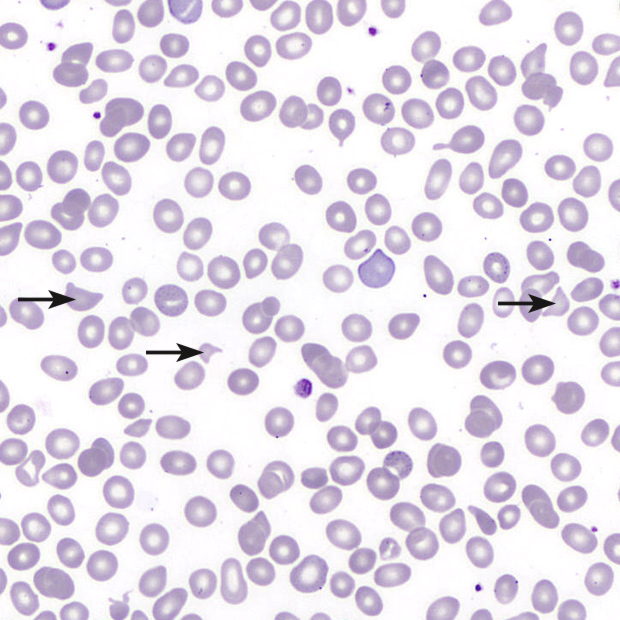 [.DK-dk Denmark (danish)] Microspcope