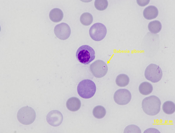 Canine – Babesia gibsoni