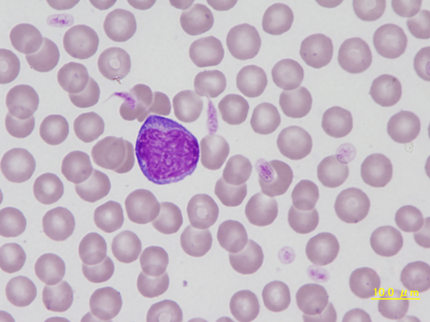 Canine atypical lymphocyte