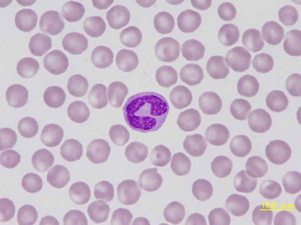 Canine band neutrophil