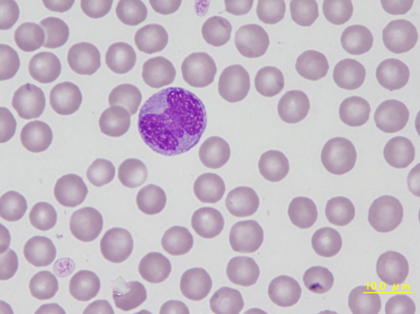 Canine monocyte