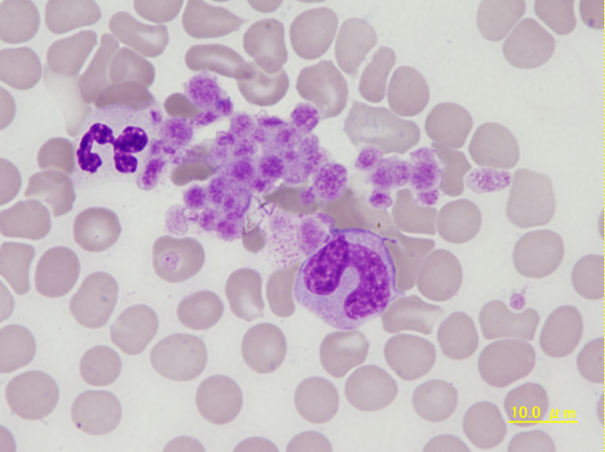 Canine – platelet aggregation