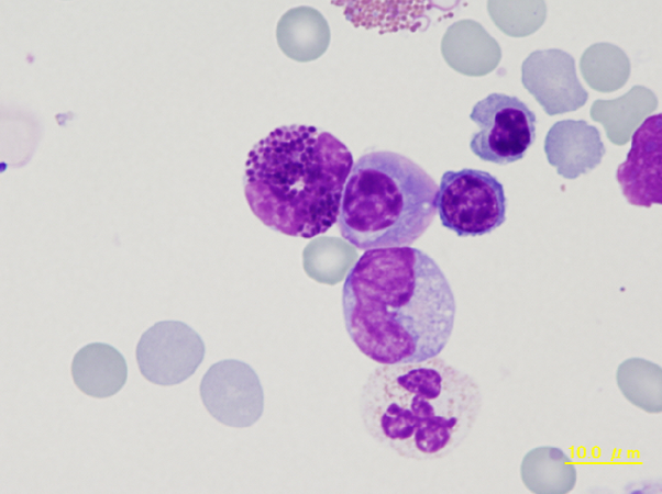 Guinea pig BM – various cells