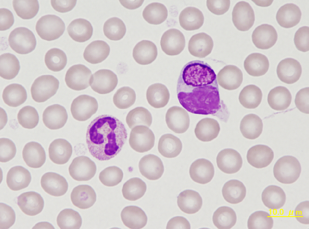 Guinea pig Kurloff cell