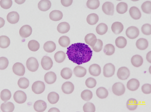 Guinea pig basophil