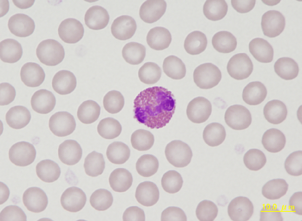 Guinea pig eosinophil