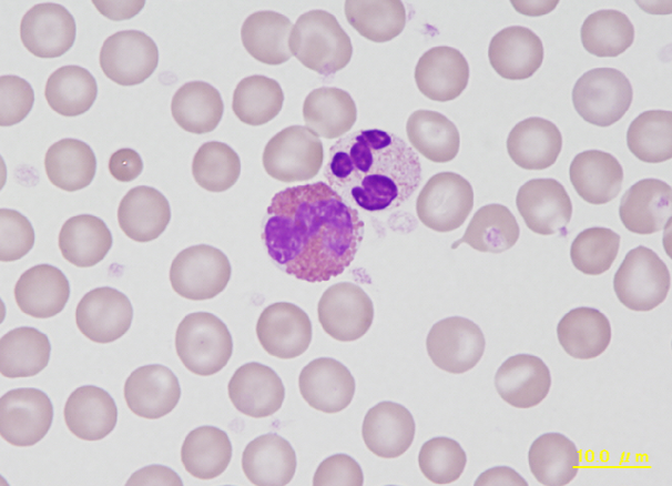 Guinea pig eosinophil and neutrophil