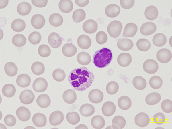 Guinea pig lymphocyte and neutrophil