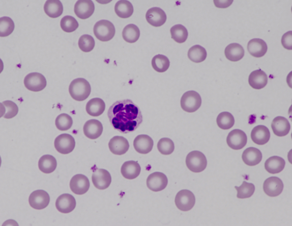 Murine (mouse) neutrophil