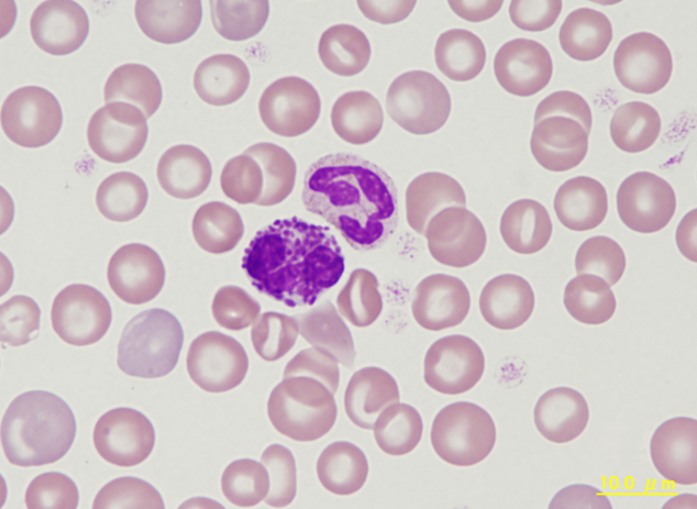 NHP basophil - neutrophil comparison