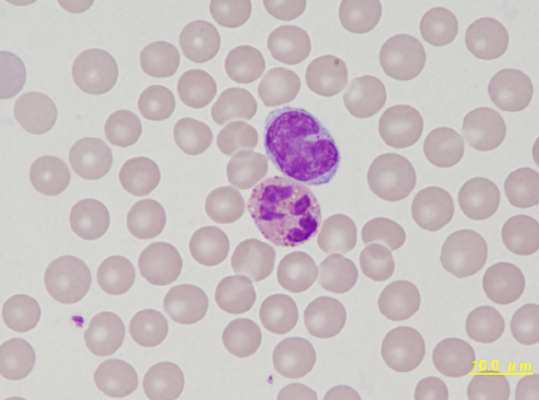 Rabbit monocyte and heterophil