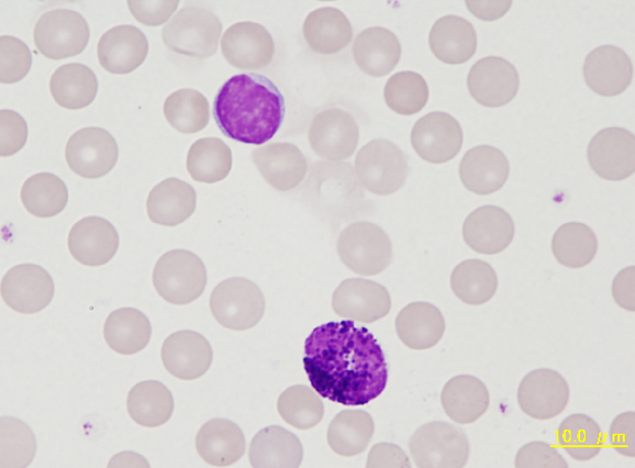 Rabbit small lymphocyte and basophil