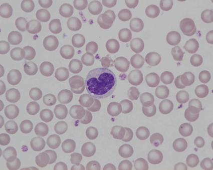 Murine (rat) monocyte